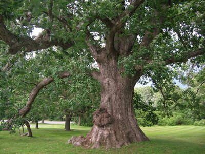 The mighty white oak tree