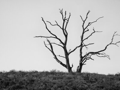 A Creative Way To Deal With Dying Trees