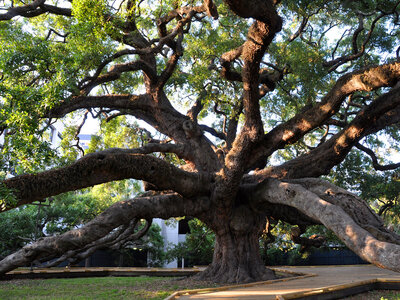 An historic oak tree with a fascinating story and a lie.