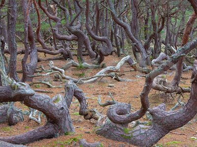 A Stunning Old Growth Forest