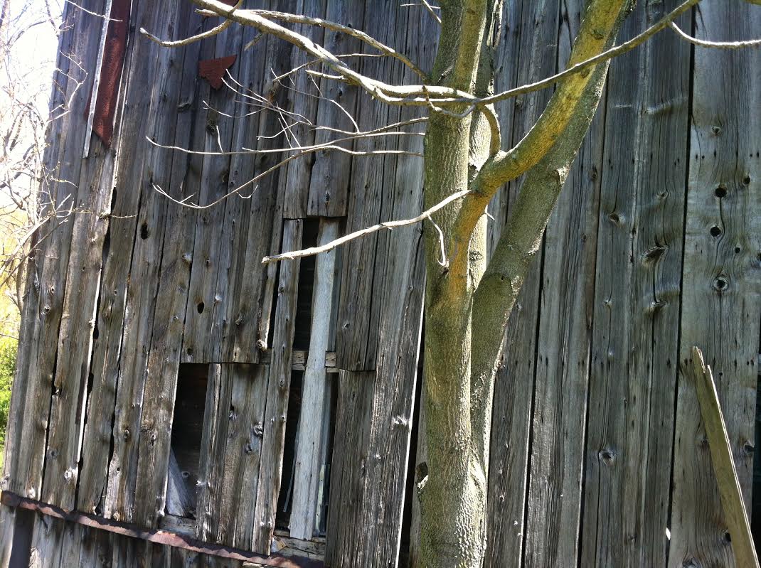 wide plank reclaimed barnwood