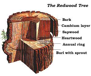 old growth forests