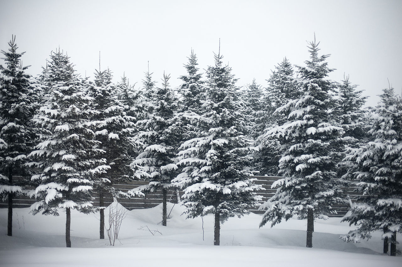 old growth forest