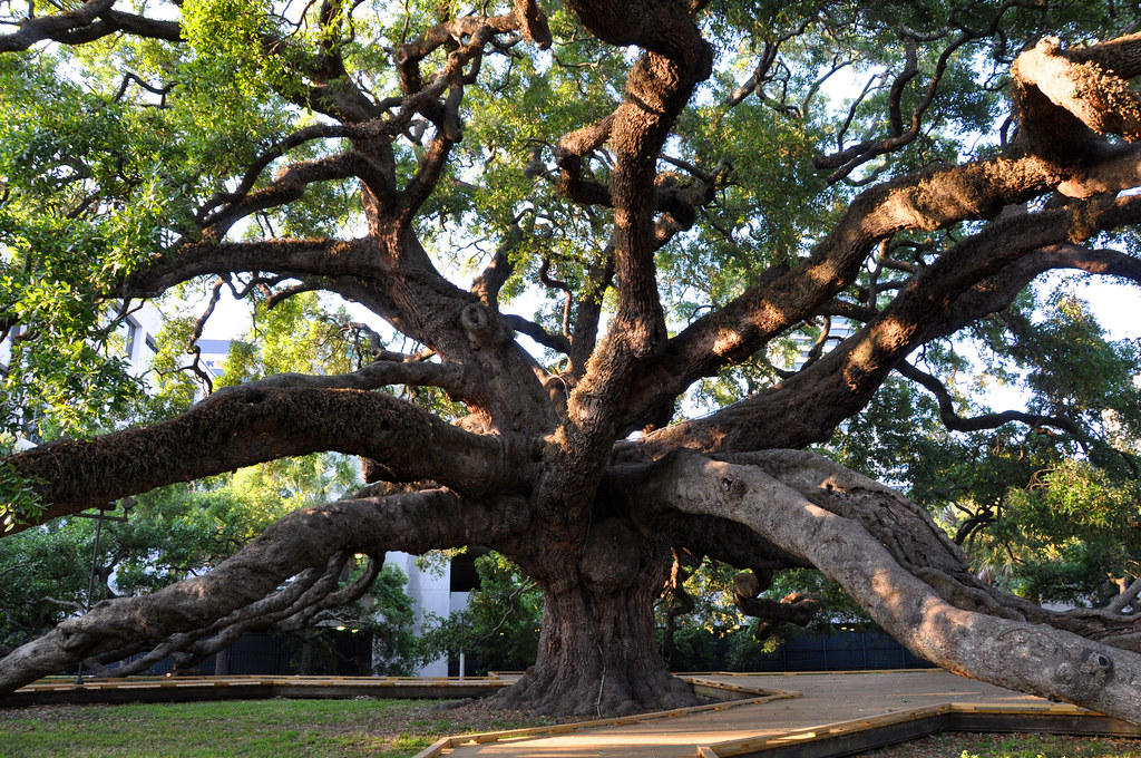 Treaty Oak