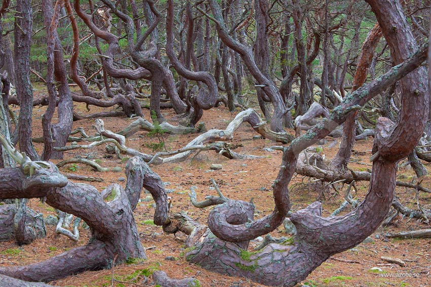 Trollskogen Sweden