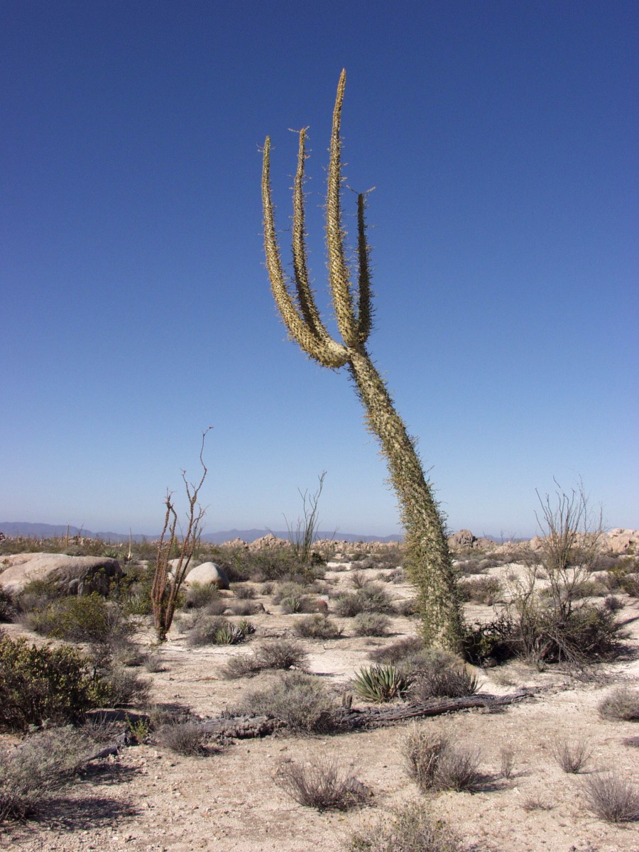 old growth cactus