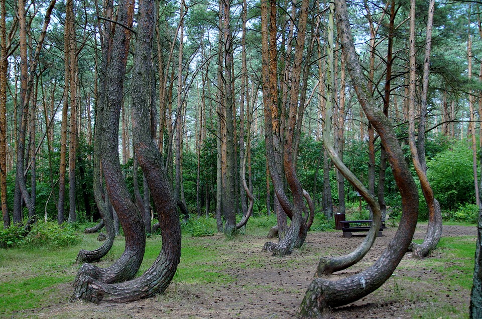 old growth forest