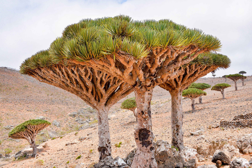 Unique trees