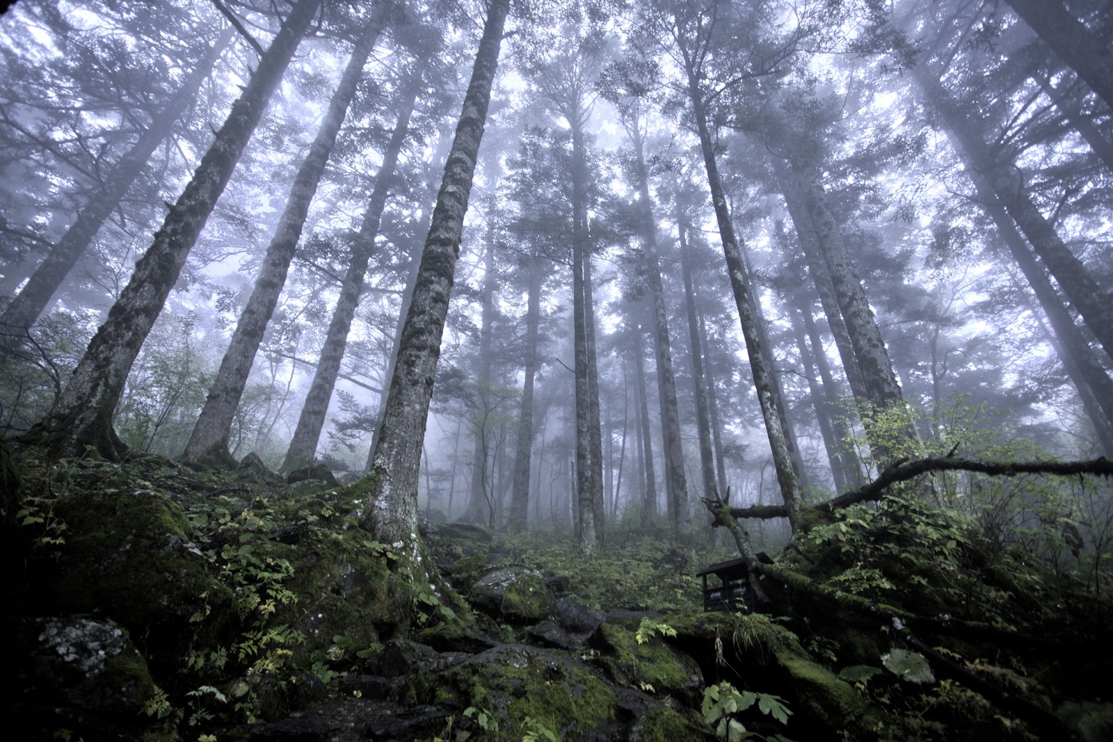 old growth wide plank forests