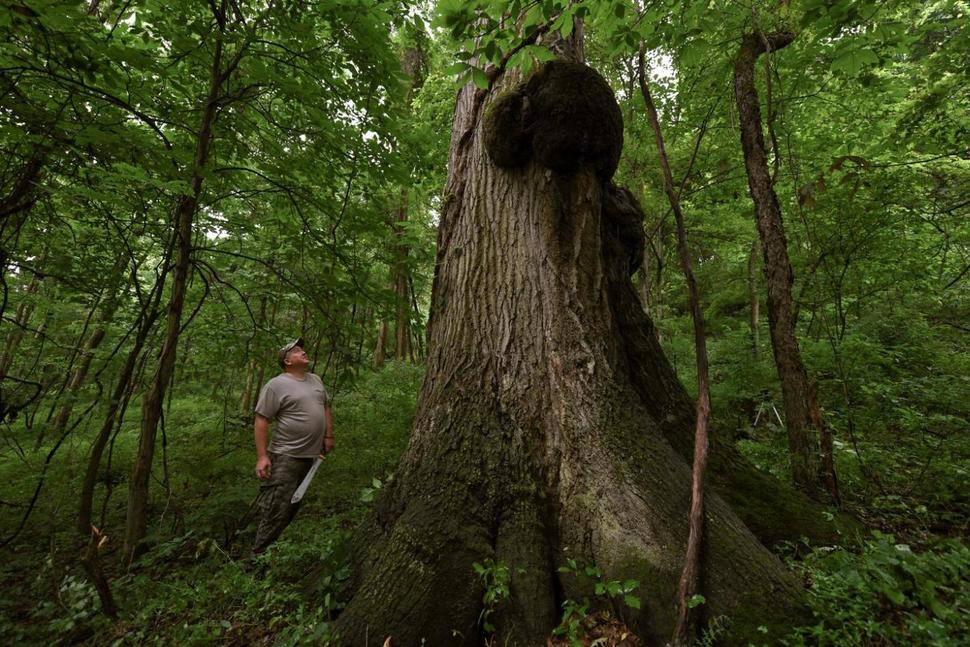 wide plank old growth trees