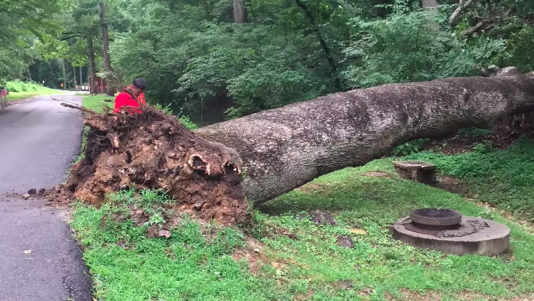 old growth wide plank wood